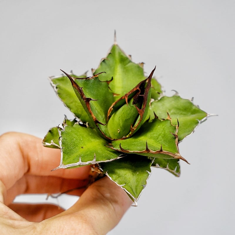 アガベ 焱 / 炎 Lophantha × Purple Gentlman 【公式通販】