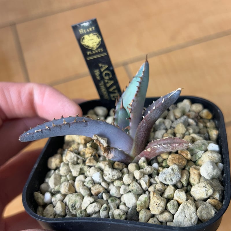 アガベ 特選極厚トップ ブルー チタノタブルー実生 DB05 | アガベ専門