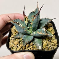 アガベ Cg01 追星 ムチムチ子株 | アガベ専門店 Heart plants.