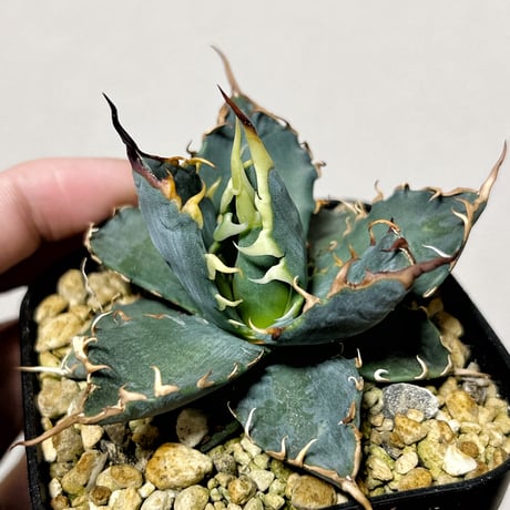 アガベ　コレクション株　特価　専用ページ アガベ専門店 Heart plants.