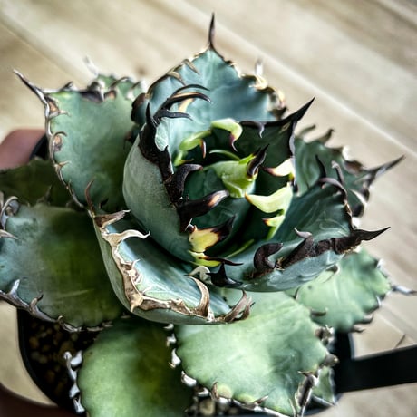 アガベ専門店 Heart plants.