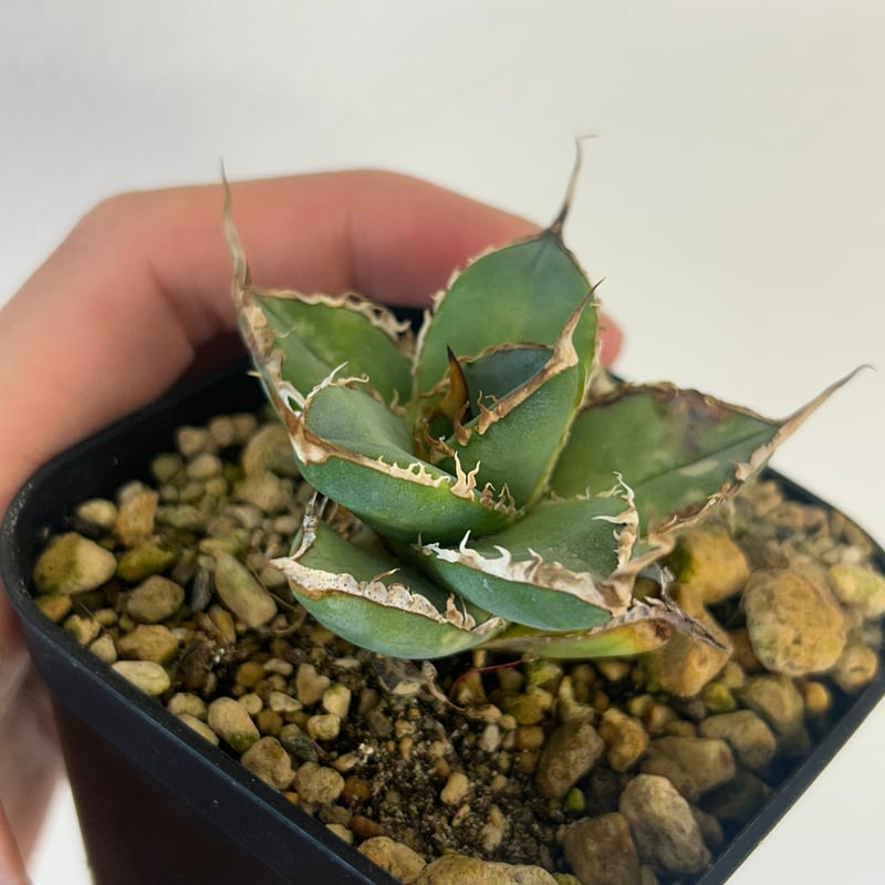 アガベ heart plants numbers 002 HP002 | アガベ専門店 Hea