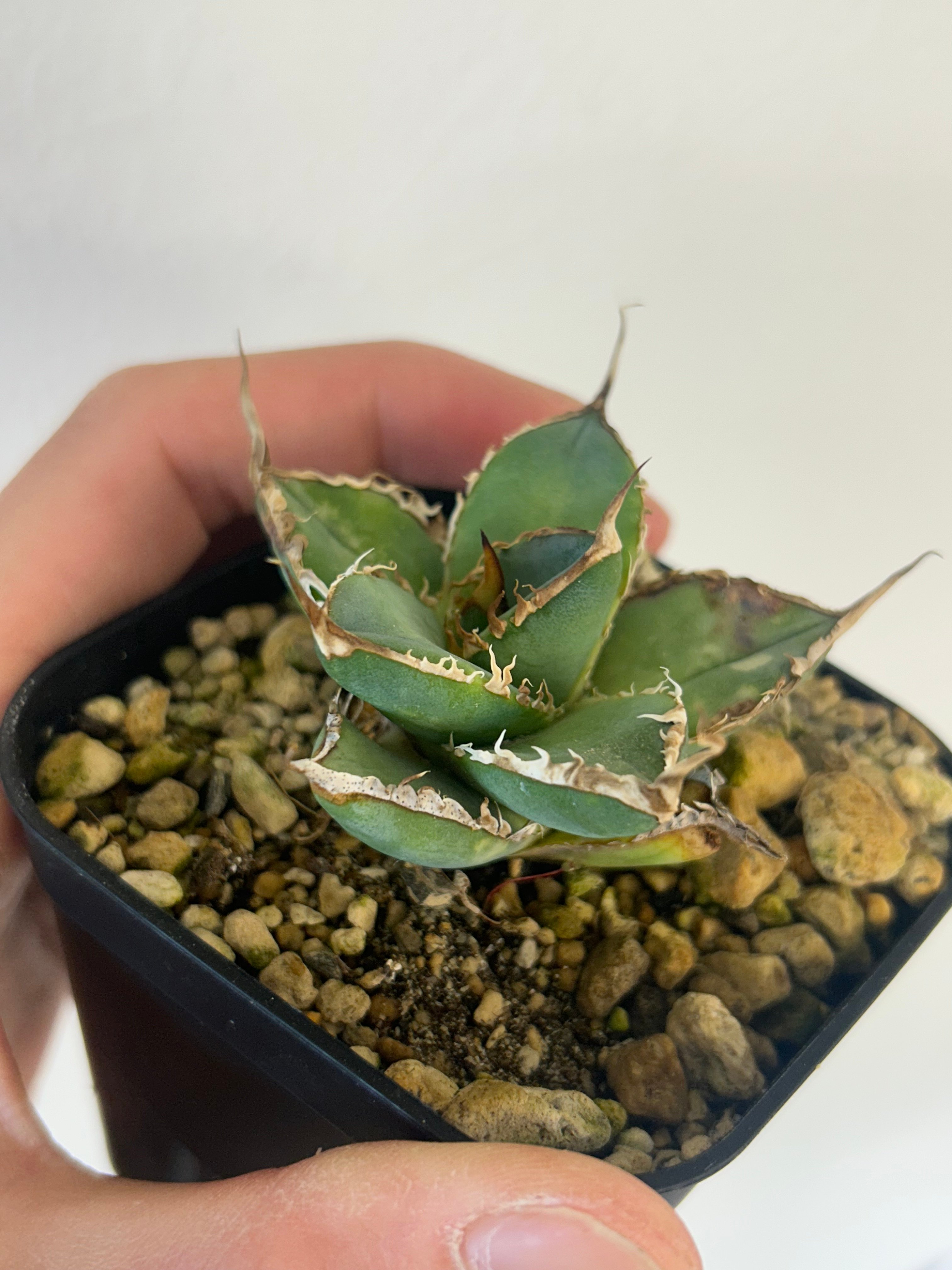 アガベ heart plants numbers 002 HP002 | アガベ専門店 Hea