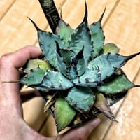 アガベ イシスメンシスハイブリッド 青葉 | アガベ専門店 Heart plants.