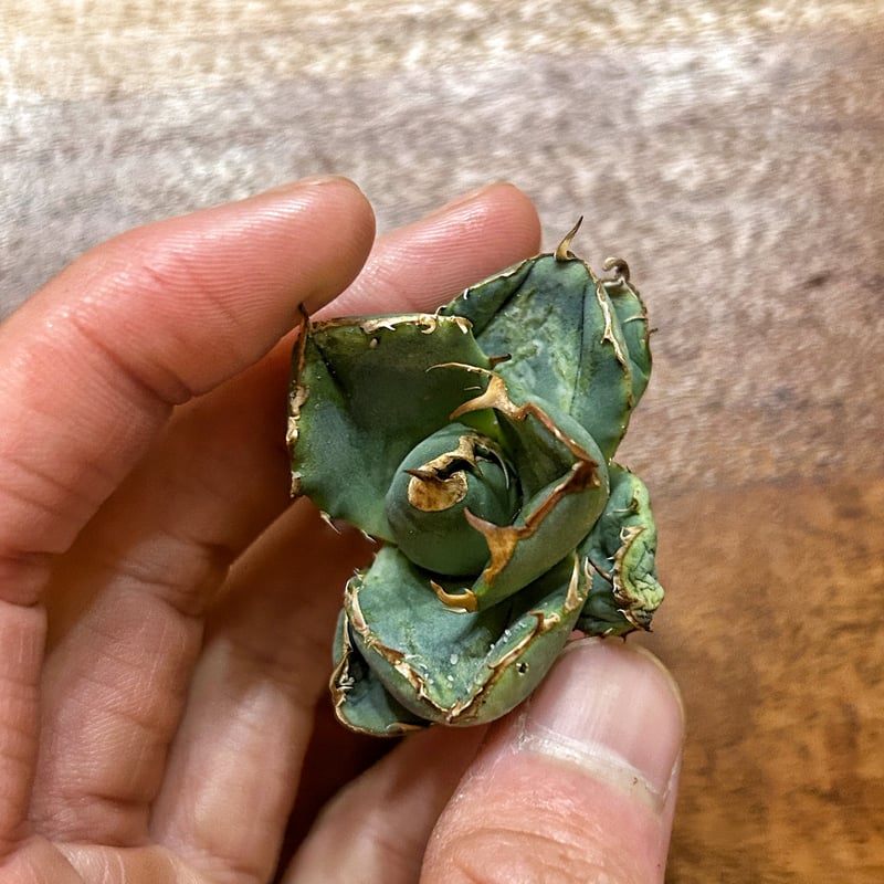 アガベ クラウンイーグル 冠鷲 発根済み | Heartplants アガベ クラウンイーグル 冠鷲 発根済み | Heartplants