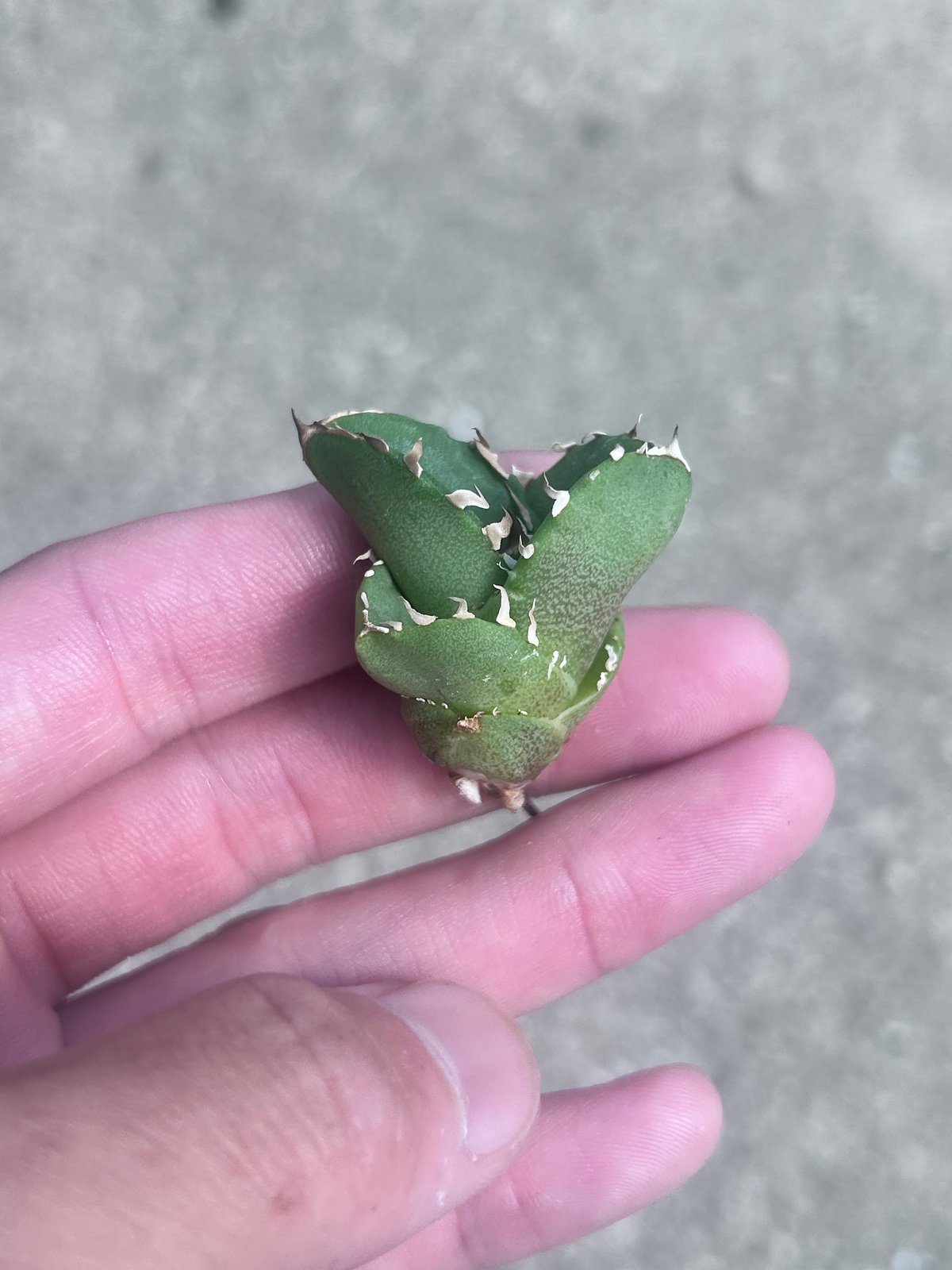 アガベ Cg01 追星 ムチムチ子株 | アガベ専門店 Heart plants.