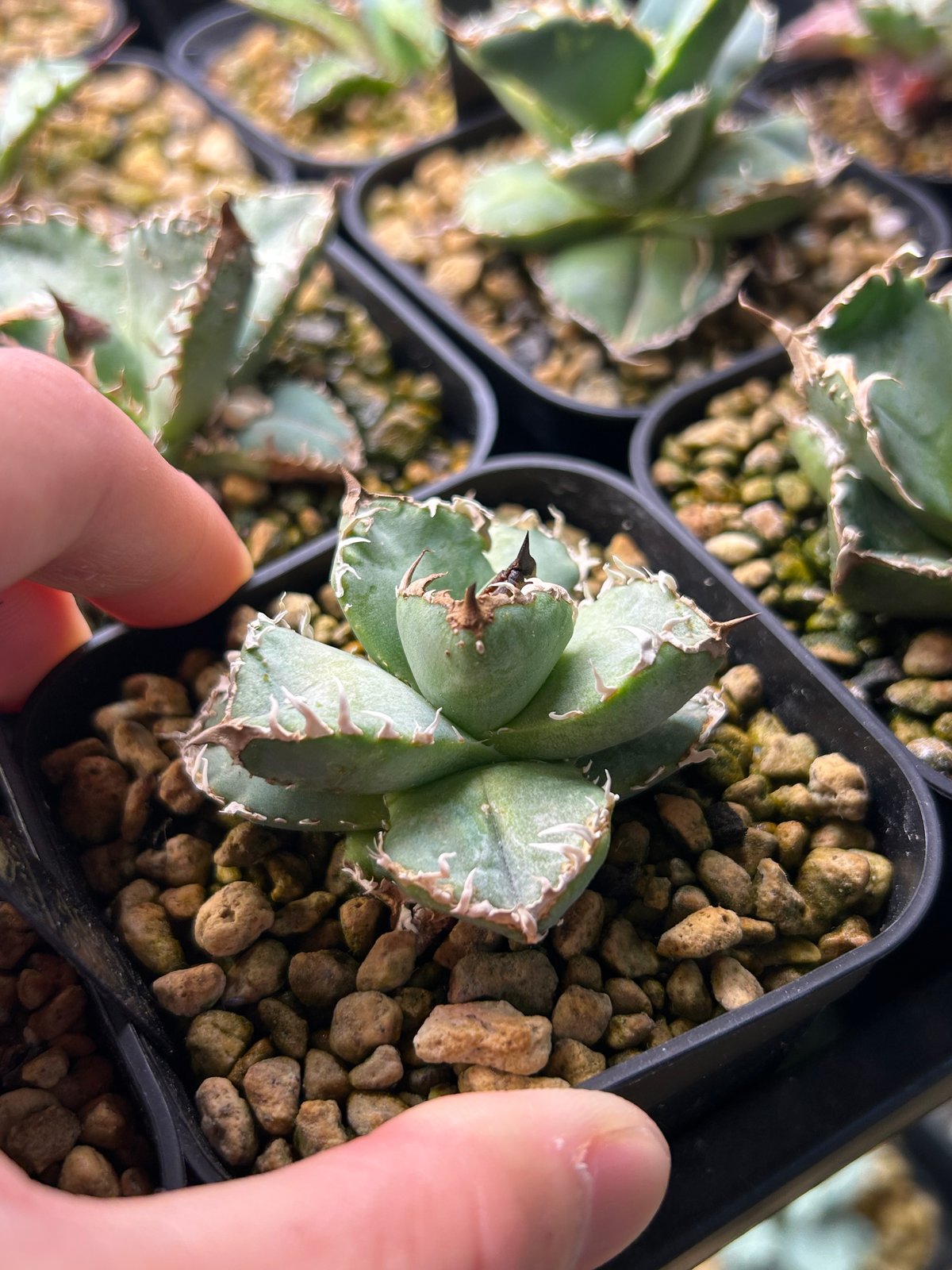 アガベHP030 青葉ブツブツ 蒼鱗 子株 | アガベ専門店 Heart plants.