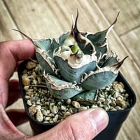 アガベ エボリスピナ×ホリダ ハイブリッド | Heartplants