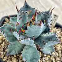 アガべ パリー オリザバ 子株 発根済み | アガベ専門店 Heart plants.