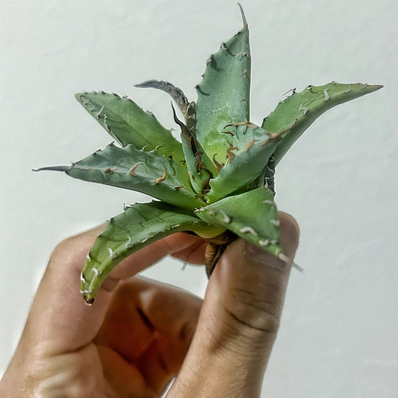 よ*ー様 アガベハイブリッド　妖炎　姫厳龍 よ*ー様 アガベハイブリッド 妖炎 姫厳龍 アガベ 妖炎×姫