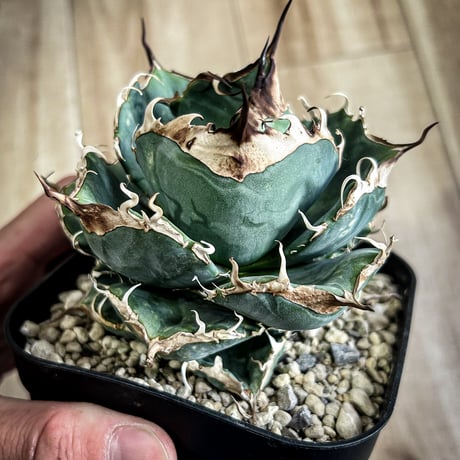 アガベ専門店 Heart plants.