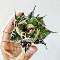 アガベ　ブルービースト アガベ チタノタブルー