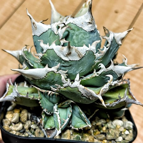 CATEGORY Agave | アガベ専門店 Heart plants.