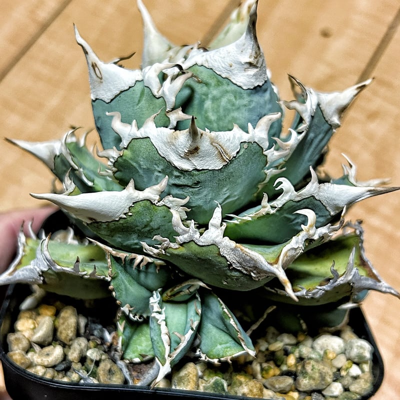 アガベオテロイ 白豪刺 アガベ Heartplantsコレクション白豪棘 子株 オテロイ | アガベ専門店