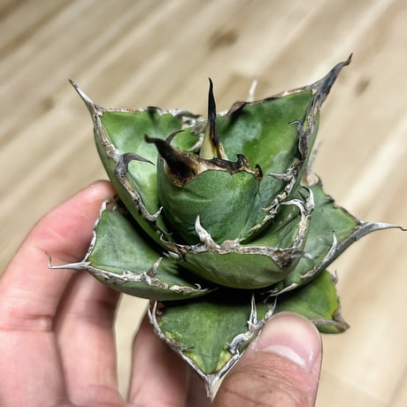 アガベ専門店 Heart plants.