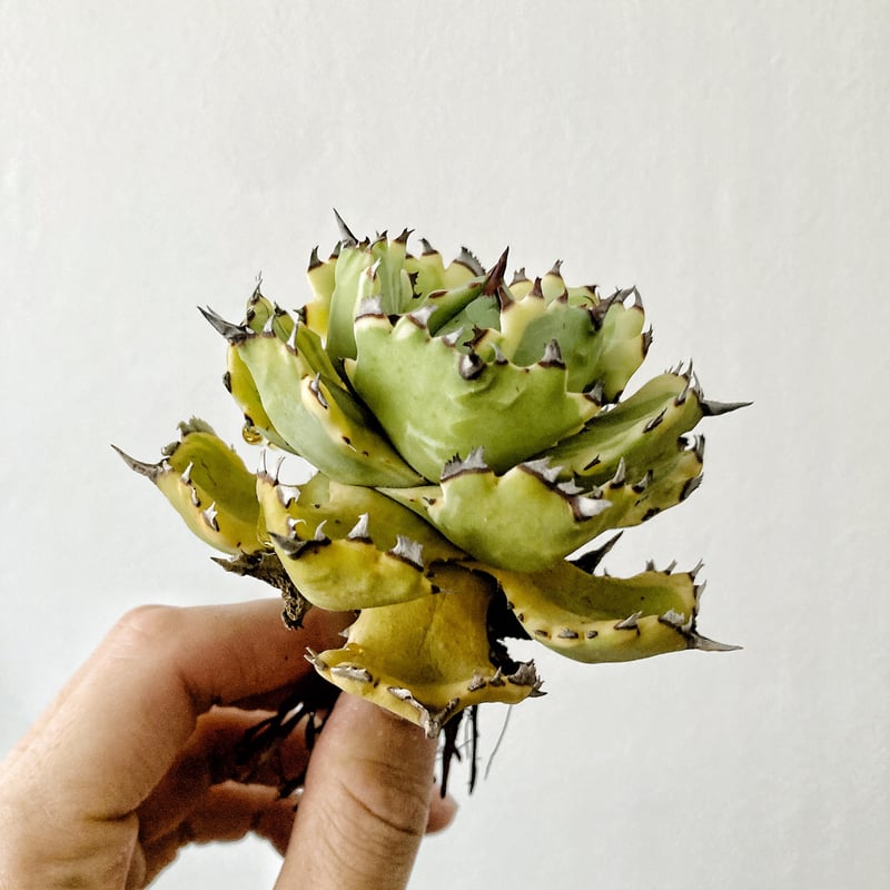 アガベ カブトガニ錦 王妃兜蟹錦 3 アガベ イシスメンシス 王妃兜蟹錦