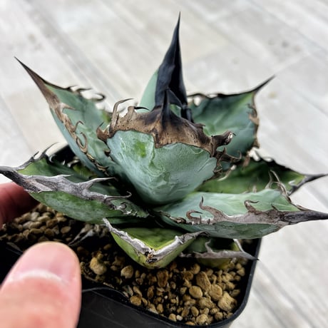 アガベ専門店 Heart plants.