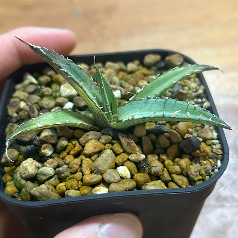 アガベ 超ブツブツ裏棘 特選キシロナカンサ | アガベ専門店 Heart plants.