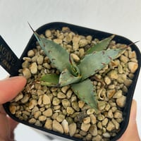 アガベ イシスメンシスハイブリッド 青葉 | Heartplants