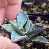 圓葉瓜達 グアダラハラナ ドワーフtype 子株 | アガベ専門店 Heart plants.