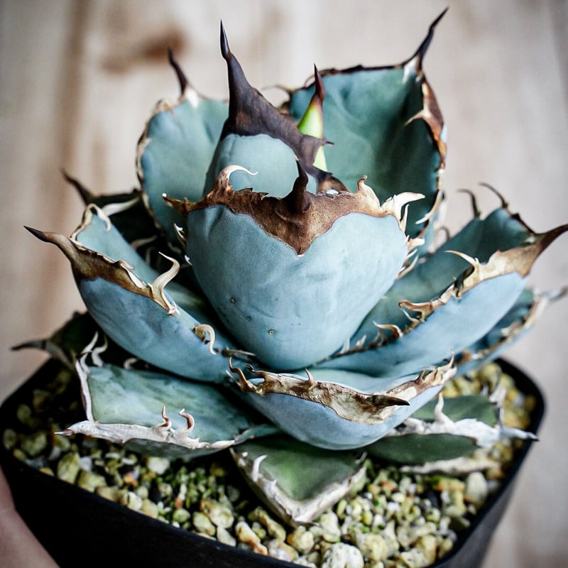 特選青葉 チタノタブルー hp040 直子株 | アガベ専門店 Heart plants.