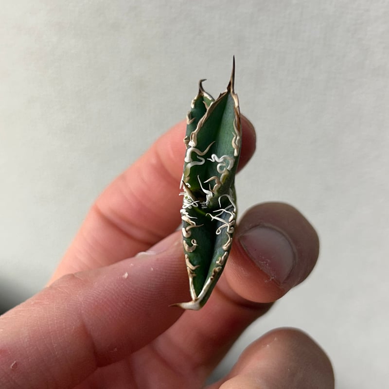 アガベ 穿山甲 センザンコウ 裏棘 トップ極太 コレクション株 | アガベ