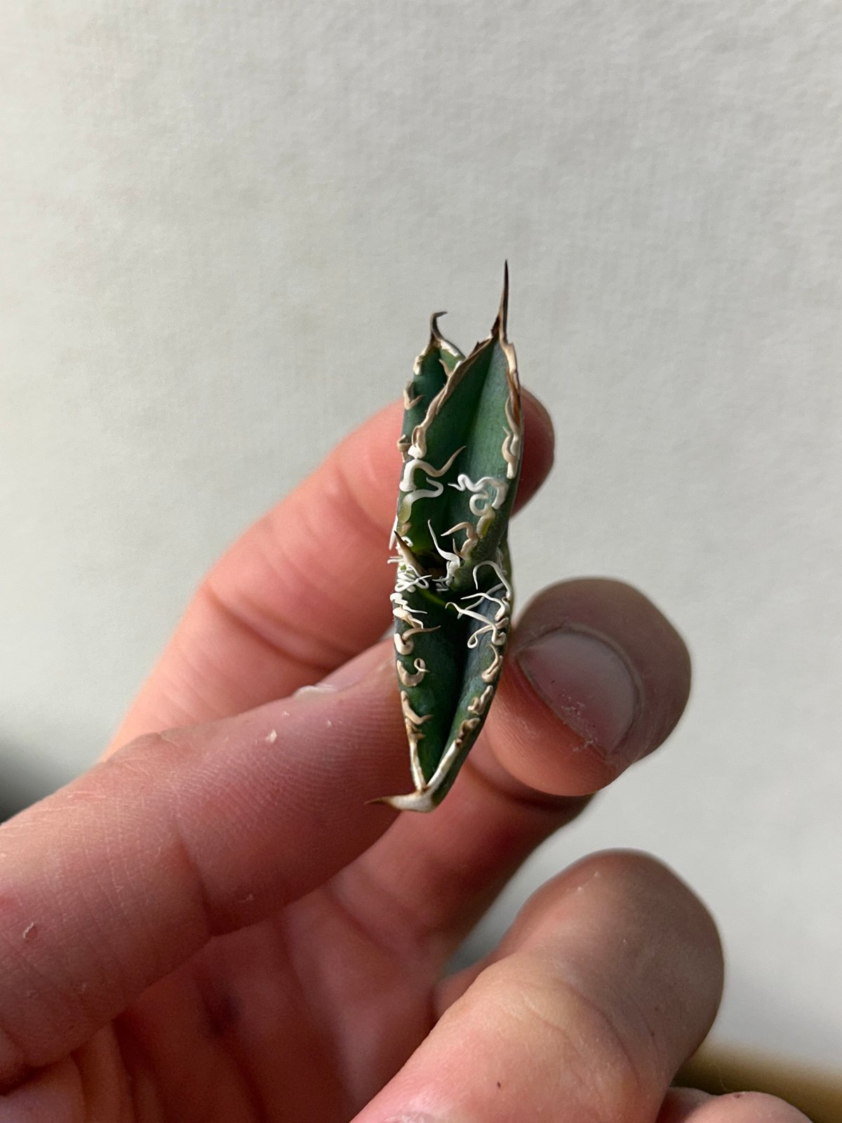 アガベ 穿山甲 センザンコウ 裏棘 トップ極太 コレクション株 | アガベ