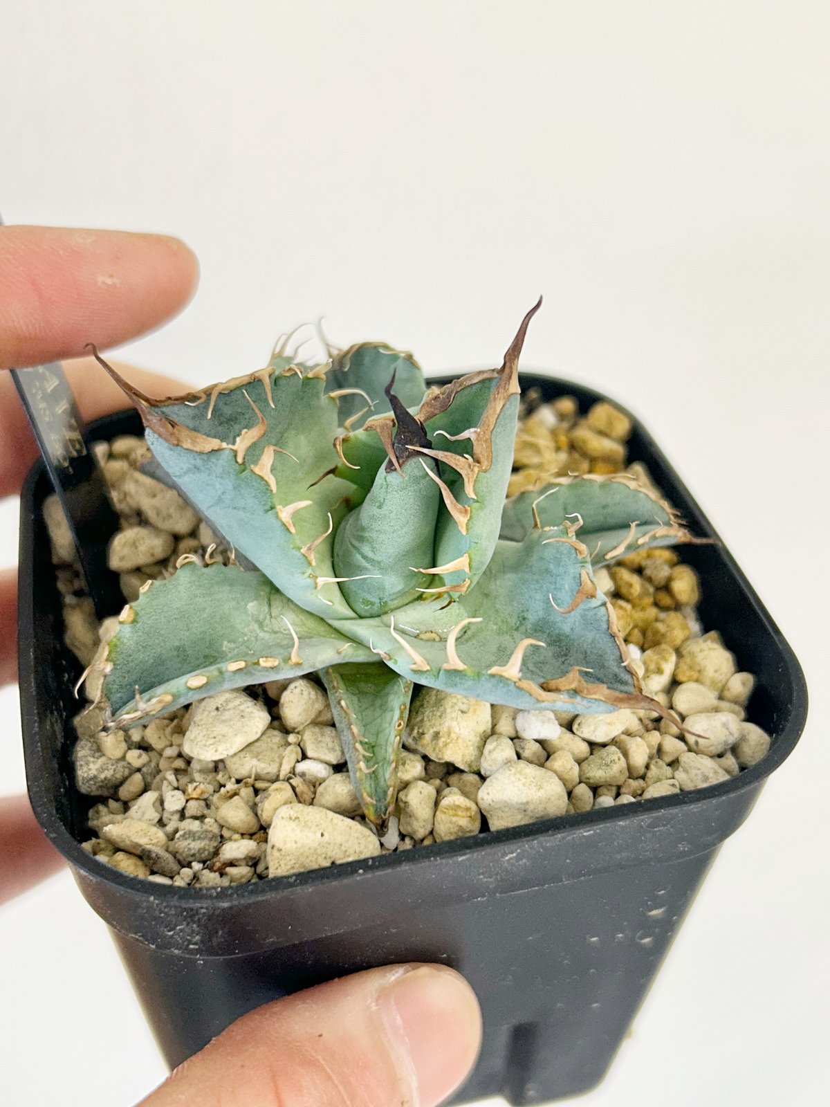 青白！ チタノタブルー アガベ 10 青白！ チタノタブルー アガベ 10 アガベ チタノタブルー /Agave