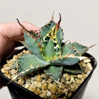 アガべ パリー オリザバ 子株 発根済み | アガベ専門店 Heart plants.