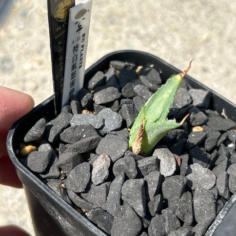 アガベ　huplants選抜　A31特白肌×姫巌龍　ギザギザ葉