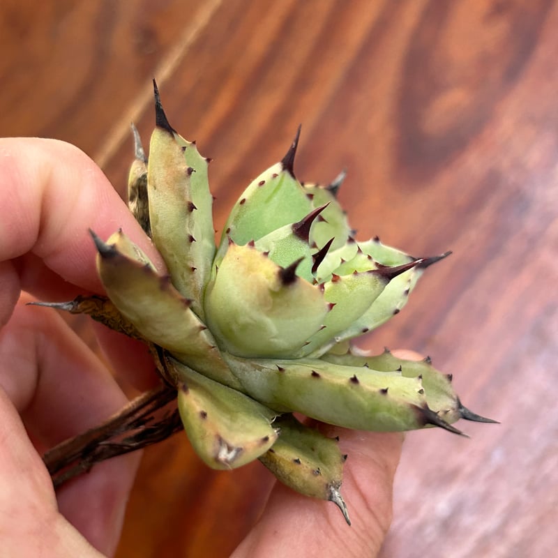 アガベ　イシスメンシス突然変異斑「YellowTorch」 アガベ イシスメンシス突然変異斑「YellowTorch」 - メルカリ