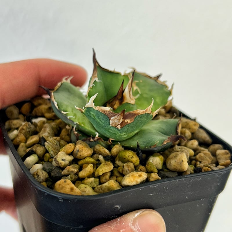 アガベ】キングアーサー King Arthur 高級株