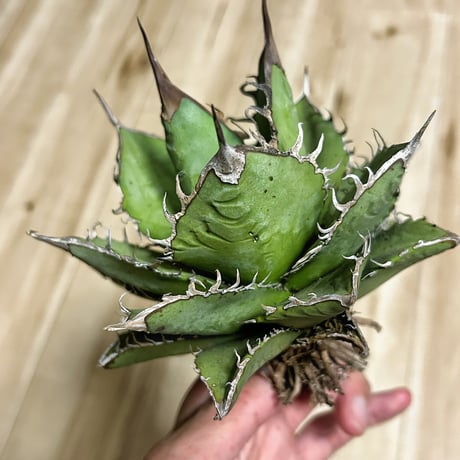 CATEGORY Agave | アガベ専門店 Heart plants.