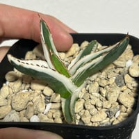 アガベ heart plants numbers 002 HP002 | Heartplants