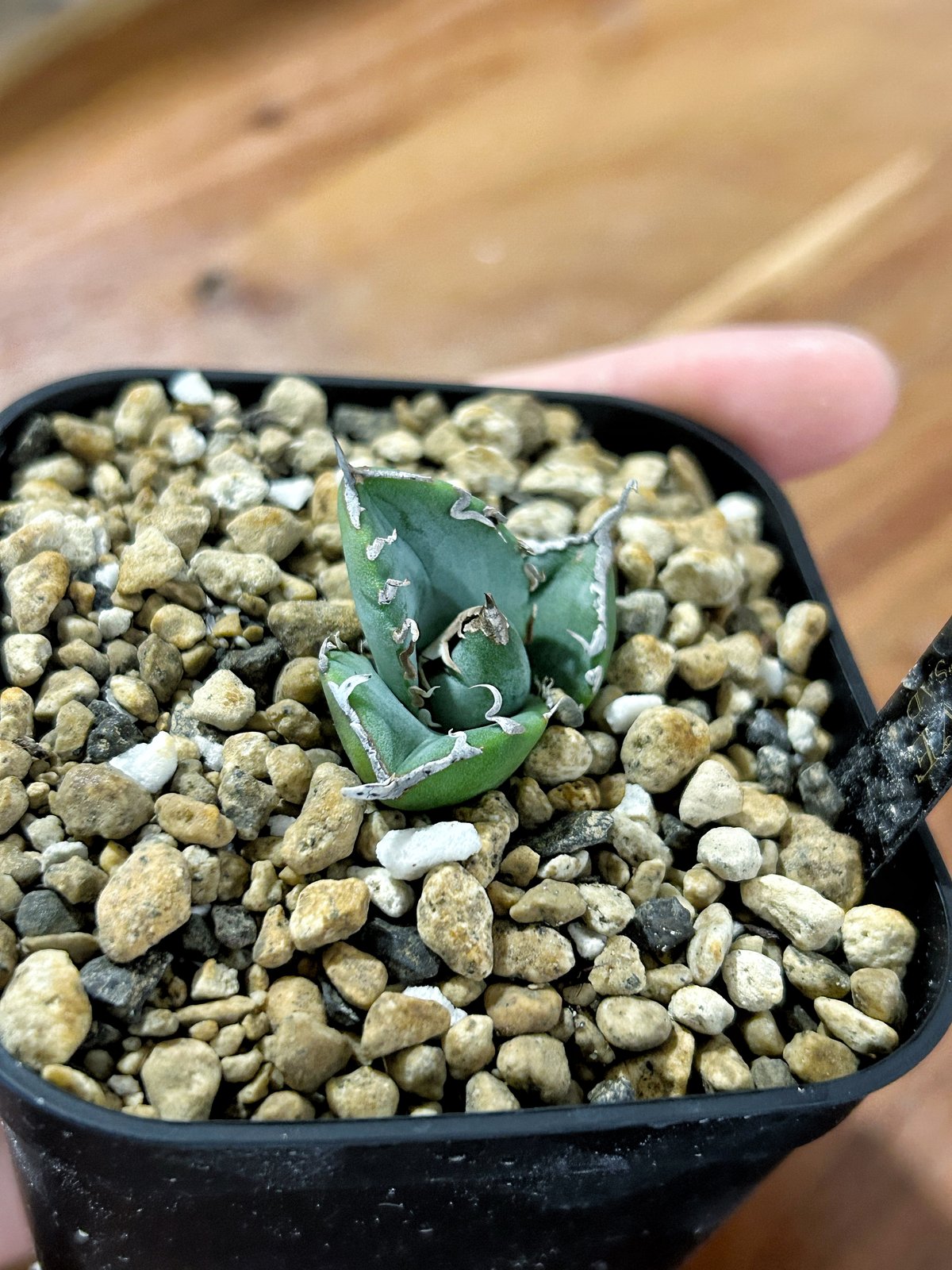 アガベ 南アフリカダイヤモンド ムチムチ子株 | Heartplants