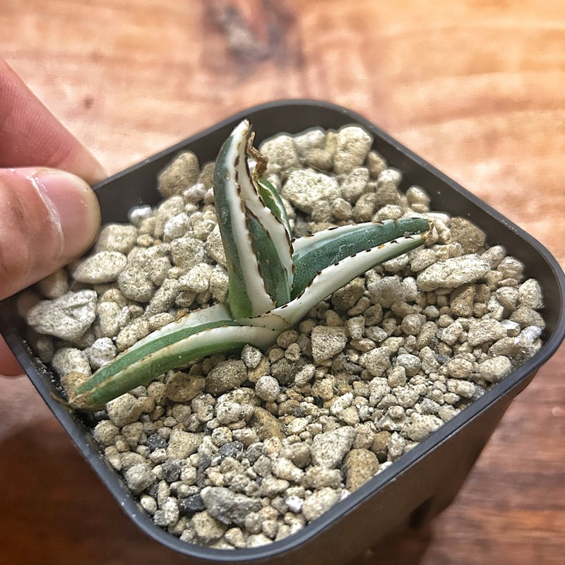 アガベ 氷山 ビクトリアレジーナ斑入り 特殊斑 笹の雪 | Heartplants