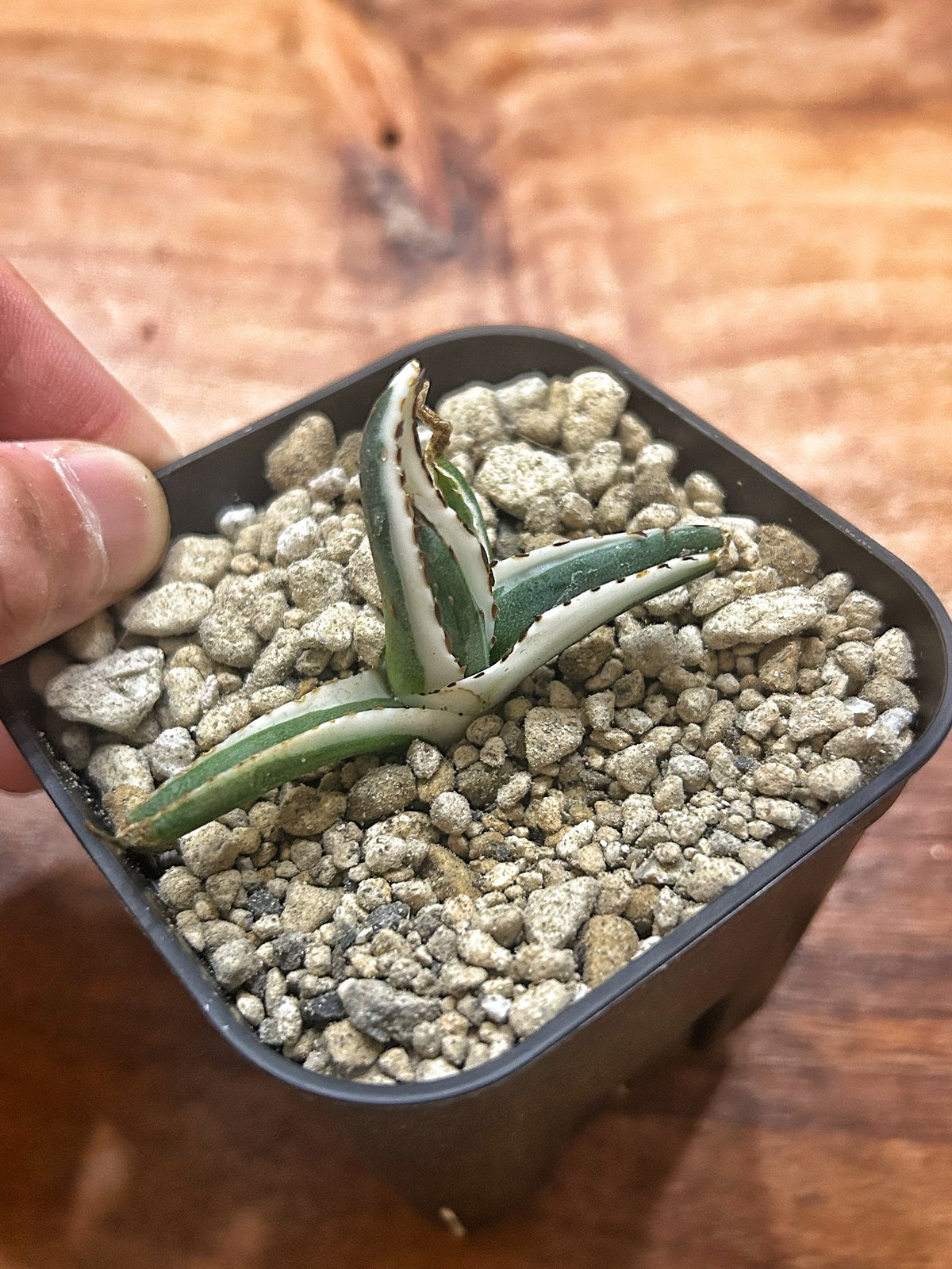 昔からのカキコ　アガベ　笹の雪　氷山　ビクトリアレジーナ　サボテン 昔からのカキコ アガベ 笹の雪 氷山 ビクトリアレジーナ