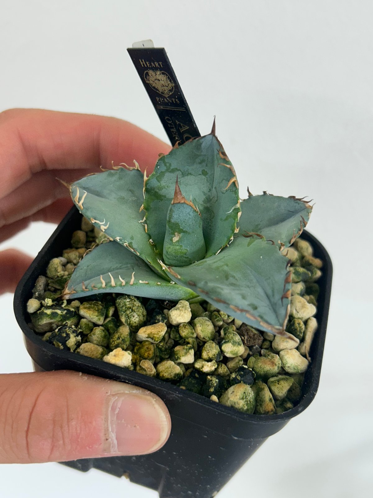 アガベ BEAST 青葉オテロイ最高峰 子株 | Heartplants アガベ BEAST 青葉オテロイ最高峰 子株 | Heartplants