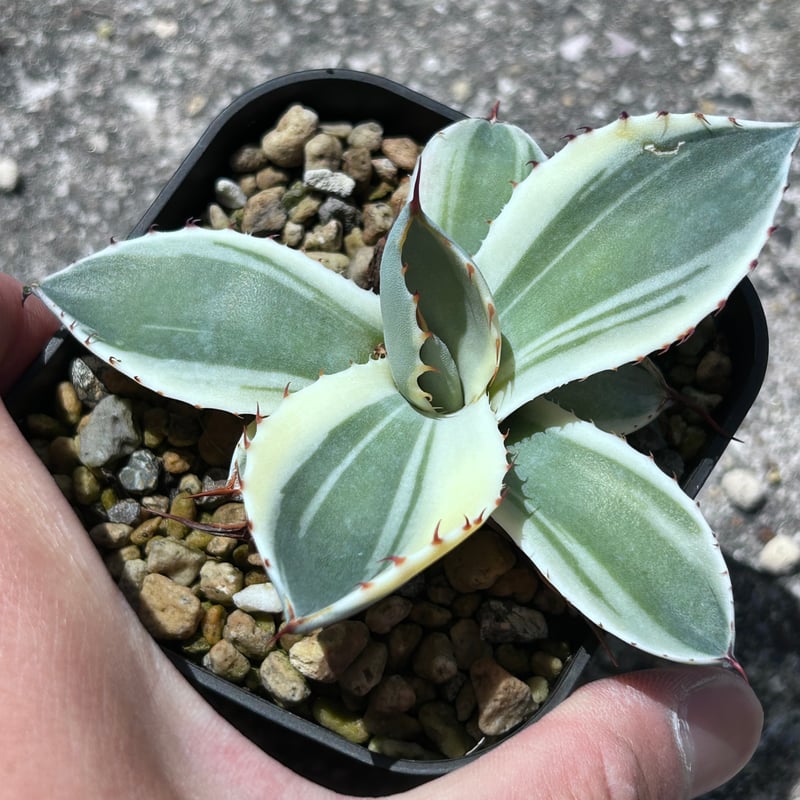 アガべ パリー オリザバ 子株 発根済み | アガベ専門店 Heart plants.
