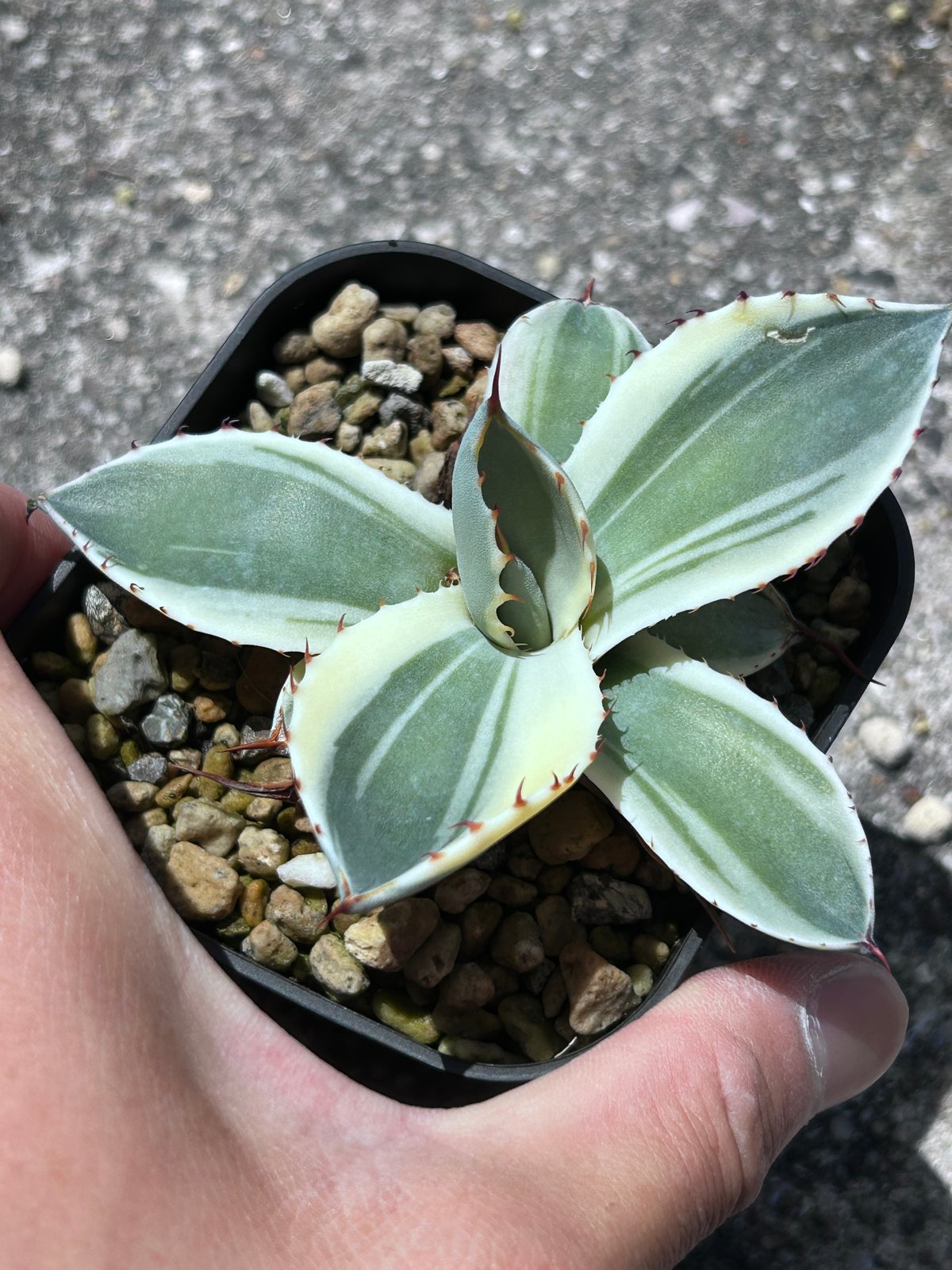 は*ん様 【アガベ パリー“OCオリザバ”】OC天芽/最高コントラスト/明瞭斑入 Agave Parryi Truncata 'Orizaba' - アガベ パリー トランカタ