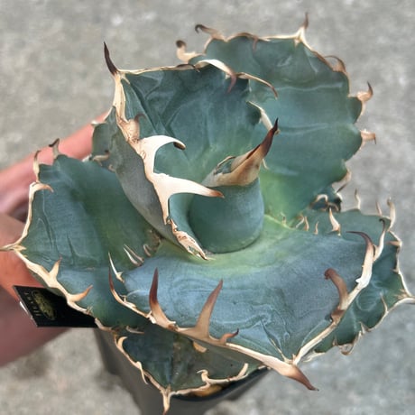 アガベ　Heartplants実生　青葉オテロイ
