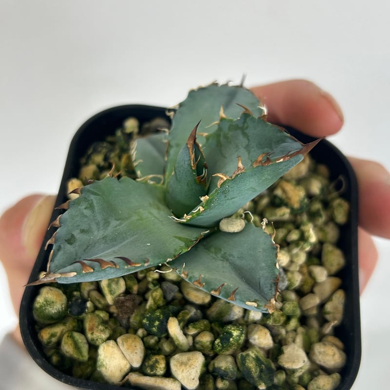 アガベ BEAST 青葉オテロイ最高峰 子株 | Heartplants アガベ BEAST 青葉オテロイ最高峰 子株 | Heartplants
