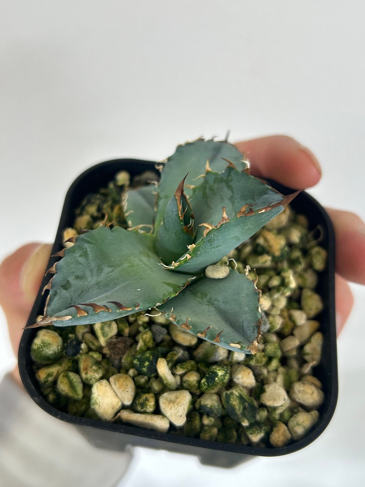 アガベ BEAST 青葉オテロイ最高峰 子株 | Heartplants アガベ BEAST 青葉オテロイ最高峰 子株 | Heartplants