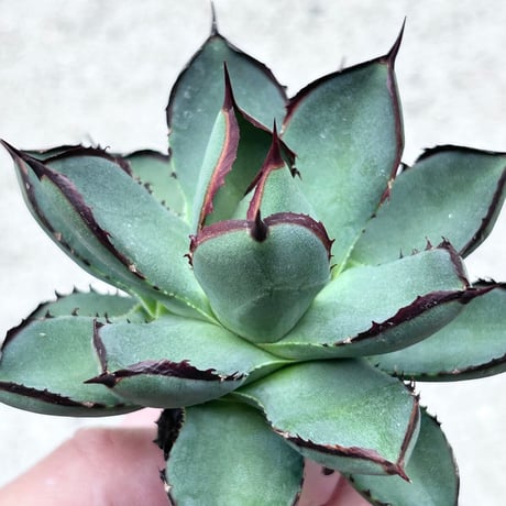 アガベ専門店 Heart plants.