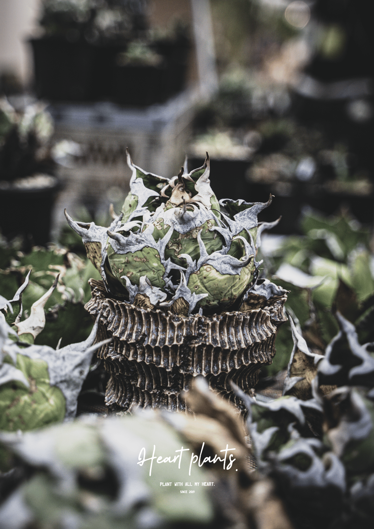 Heartplants. オリジナルポスター A2サイズ | アガベ専門店 Heart pla