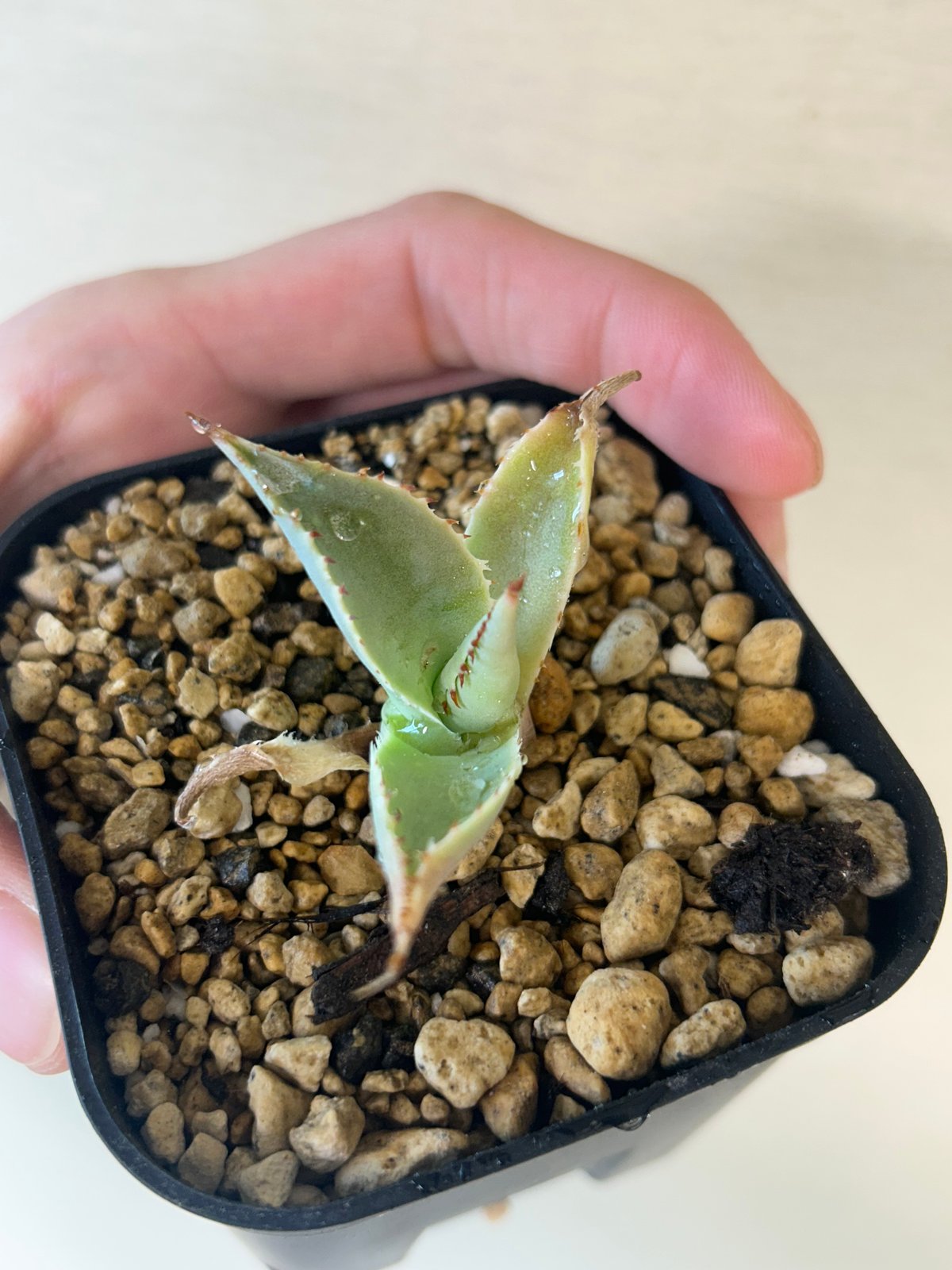 アガベ イシスメンシスハイブリッド 青葉 | アガベ専門店 Heart plants.