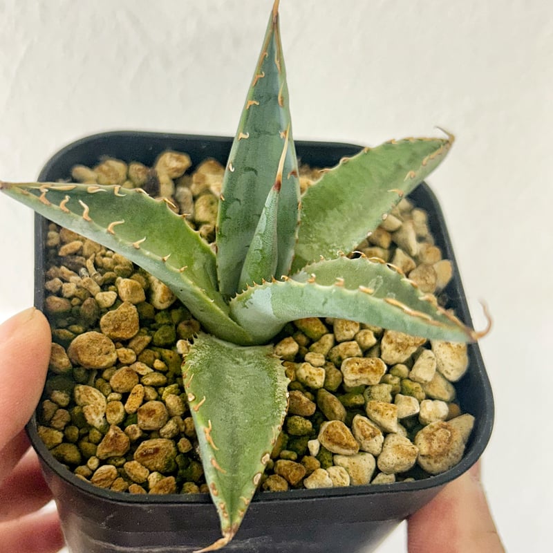 N*o様 アガベ　AGAVE　チェリースウィーズル　ハイブリッド　エボリスピナ N*o様 アガベ AGAVE チェリースウィーズル ハイブリッド