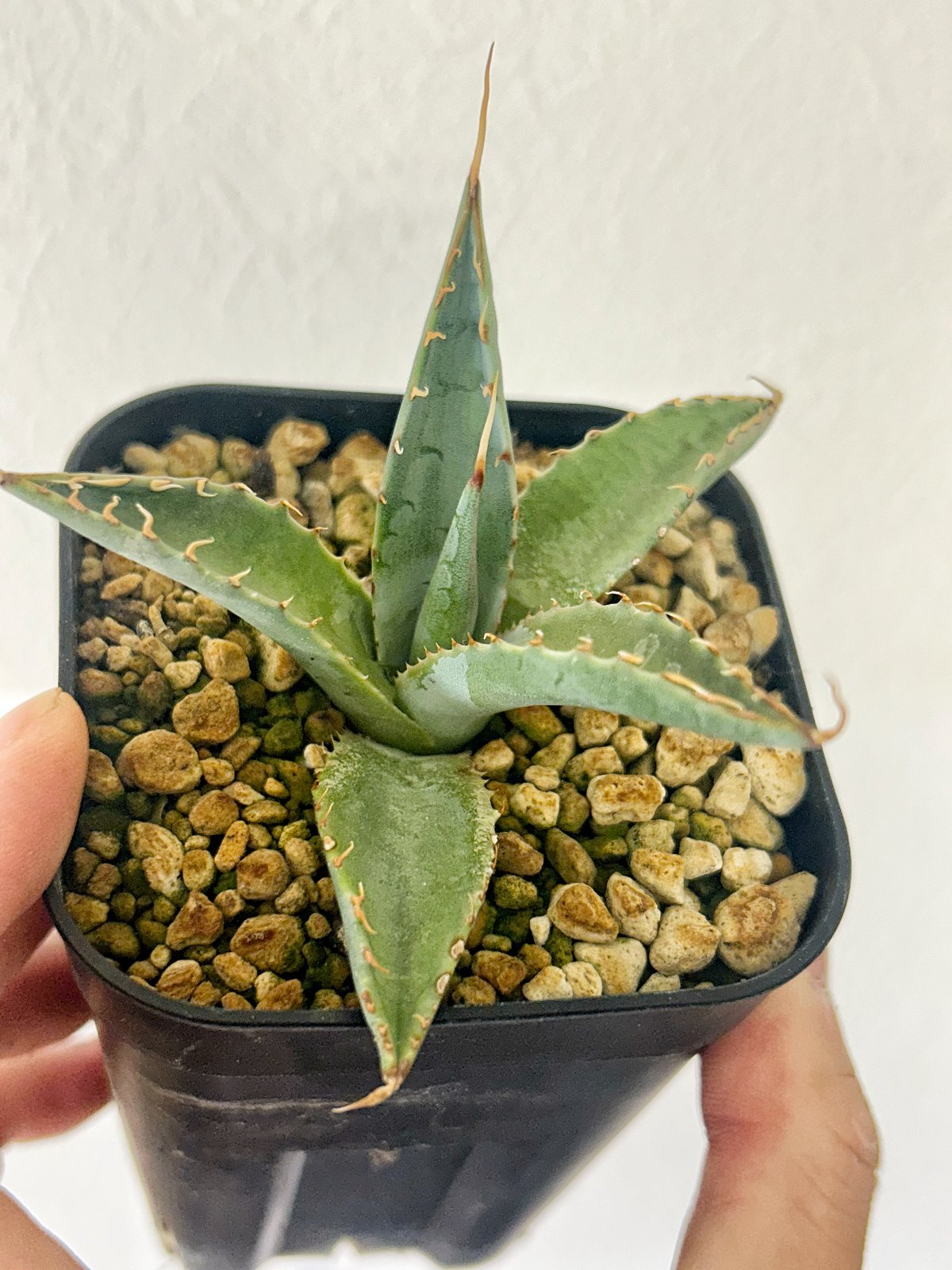 【希少株】エボリスピナ×シャウィー 希少株】エボリスピナ×シャウィー - メルカリ