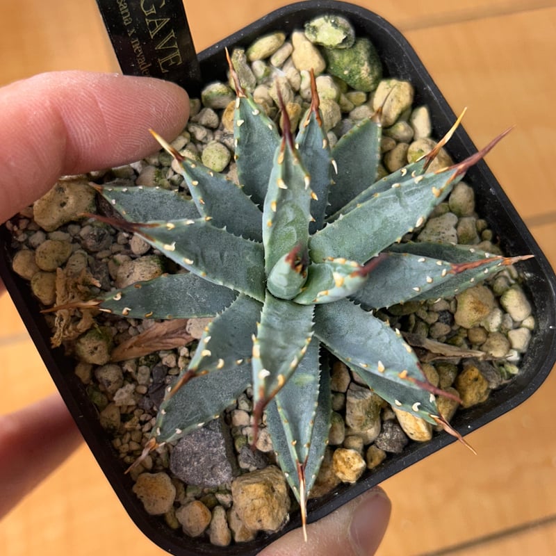 アガベ 超コンパクト 青葉 パラサナ×ネバデンシス ハイブリッド