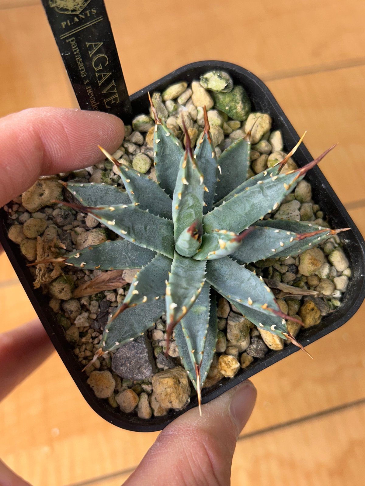 アガベ 超コンパクト 青葉 パラサナ×ネバデンシス ハイブリッド